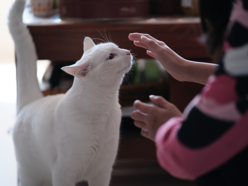 are wet wipes safe for cats
