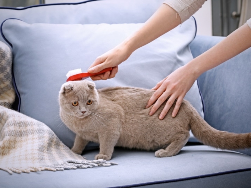 are wet wipes safe for cats