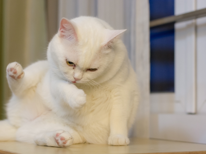 are wet wipes safe for cats