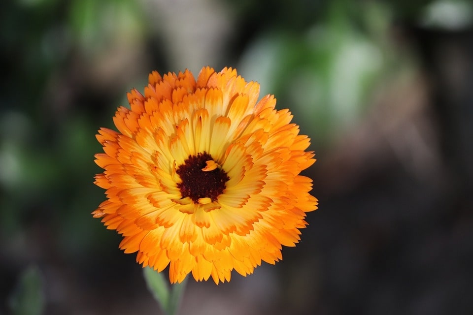 Calendula essential oil