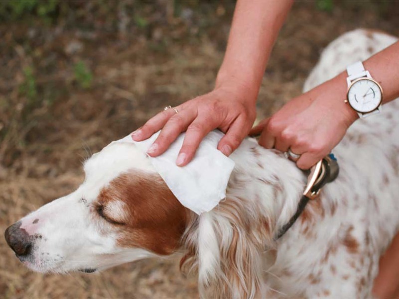 can i use wet wipes on my dog can i use wet wipes on my dog